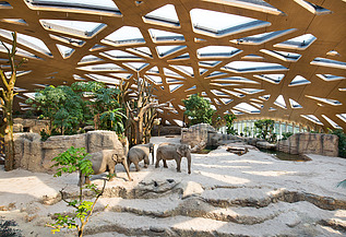 Elefantenpark Zürich Foto des Elefantenparks in Zürich von innen. Zu sehen ist eine große Holzdachkonstruktion und Elefanten.